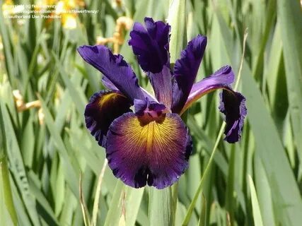 PlantFiles Pictures: Spuria Iris 'Lucky Devil', 1 by flowerf