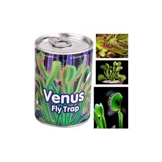 Sinek Yiyen Etobur Bitki Yetiştirme Kiti, Venus Fly Trap