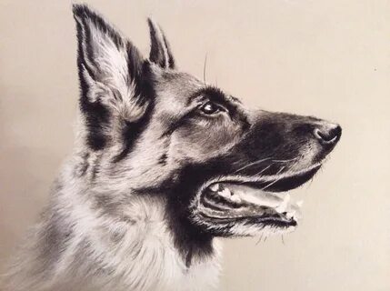 Drawn german shepherd charcoal - Pencil and in color drawn g