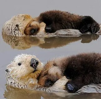 otter snuggles Cute animals, Animals beautiful, Otter love