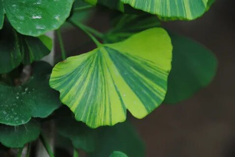 Pic of the Day - Ginkgo biloba 'Majestic Butterfly' JC Rauls