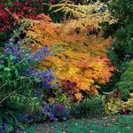 18 Japanese Maple Trees You'll Definitely Want to Plant in Y