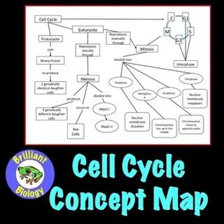Cell Cycle Concept Map: Mitosis & Meiosis Cell cycle, Concep