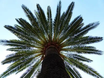 Florida Gardening Danger: Poisonous Palm Trees - Warner Tree