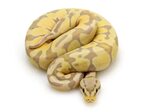 Banana Ball Python Wallpapers FREE Pictures on GreePX