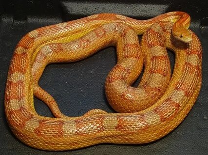 Motley Cornsnake - Ians Vivarium