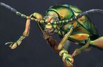 Frog Legged Beetle - Ento Nation