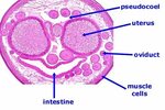ascaris cross section (female) Uterus, Zoology, Worms