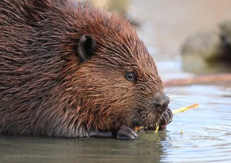 Beaver Shilohs Wildlife Photography