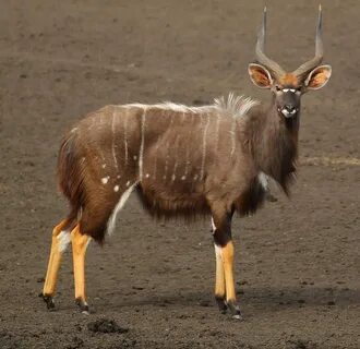 Les 10 espèces d’antilope les plus élégantes d’Afrique du Su
