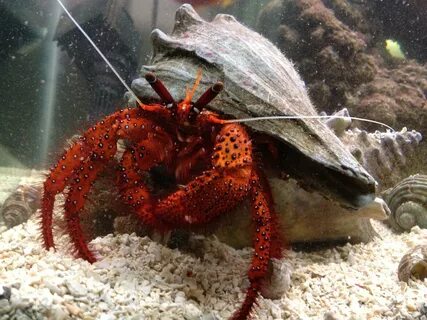 Red Hermit Crab - Clark's Aquarium Service