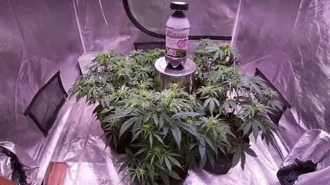 Day 36* AUTOFLOWER LED COCO GROW - Critical Purple and Goril