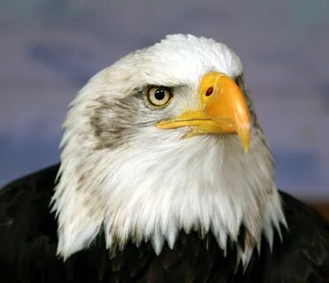 File:Bald eagle head frontal.jpg - Wikimedia Commons