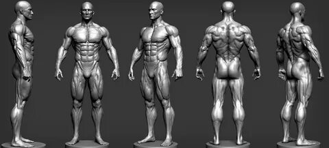 ArtStation - Male Anatomy Study, Andres Zambrano Рисовать, Р