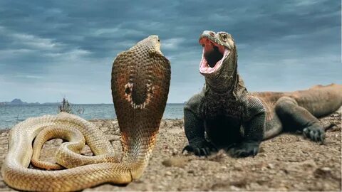 Komodo Vs Snake (Cobra)"real fight"video - YouTube