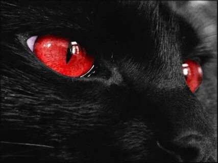 black cat with red eyes - Google Search Wallpaper kucing, Es