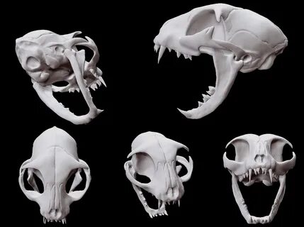 Animal skeletons, Cat skeleton, Cat skull