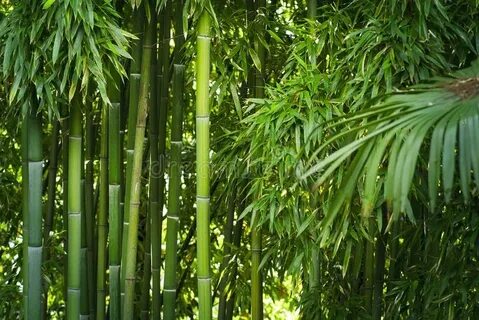 Lanscape of Bamboo Tree in Tropical Rainforest Stock Photo -