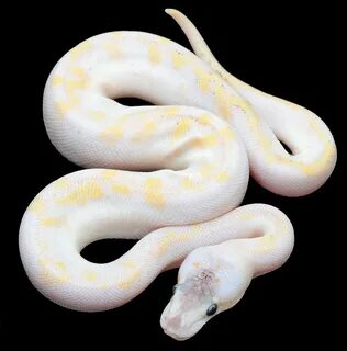 Pastel Pumpkin Champagne Ball Python Ball python morphs, Cut