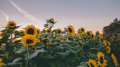 Sunflowers Under Gray Sky During Evening Time 4K 5K HD Flowe