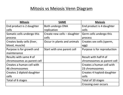 Cell Division Reading Comprehension Worksheet Mitosis And Me