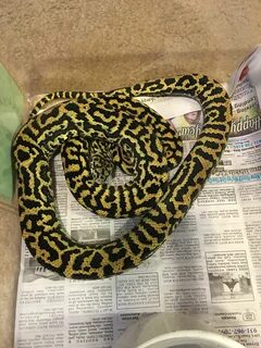 Zebra Jag Carpet Python Schöne schlangen, Schlangen, Tiere