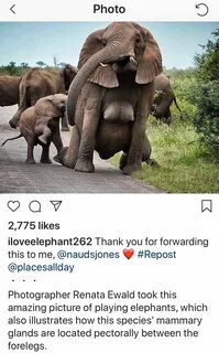 Boob grabbing elephant