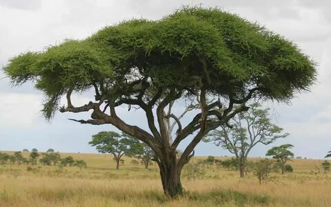 Top 10 Fastest Growing Trees in the World Pouted.com Fast gr