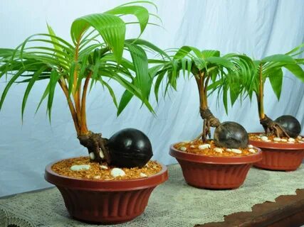 Pohon Kelapa Bonsai yang Imut Namun Tak Bisa Berbuah - Kwikk