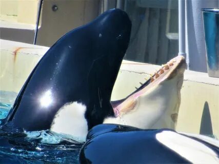 Exclusive: Is SeaWorld’s Orca Kasatka Losing Her Battle with