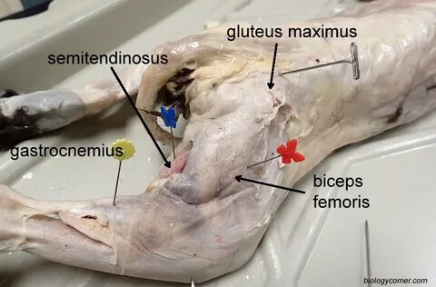 cat_leg_muscles_labeled_02