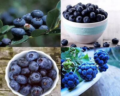 Bilberry vs Blueberry thosefoods.com