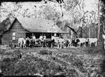 File:Bullock Team and drivers in front of the Carpenter's Ar