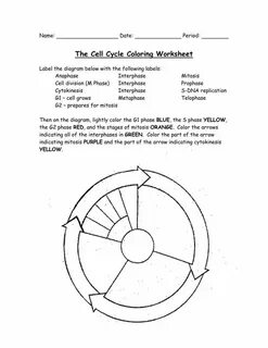 The Cell Cycle Coloring Worksheet Cell cycle, Color workshee