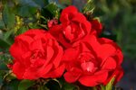 Роза руби ред (76 фото)