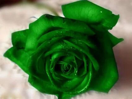 Green Rose Wallpaper posted by Sarah Johnson