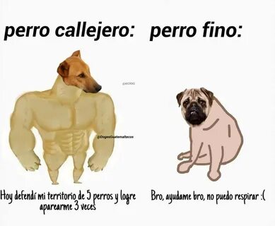 perrito en cuarentena (@perritos_ok) Twitter
