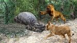 Lion Vs Anaconda ! जब शेर और एनाकोंडा एक दूसरे से भिड़ गए !!