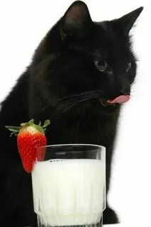 Lactose Intolerance: Why Cow's Milk Is Bad For Most Cats - C