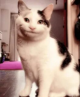 Polite Cat Memes - The Polite Cat With Unique Human-Like Exp