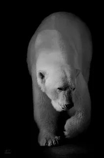 polar bear Tumblr Polar bear, Bear, Bear pictures