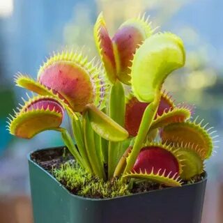 Venus Flytrap Bulbs Related Keywords & Suggestions - Venus F