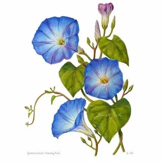 Morning Glory Print Blue Flowers Botanical Floral Art by Jan