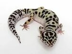 Halloween Mask X TUG Snow Leopard Gecko - 062913F1F1 - femal