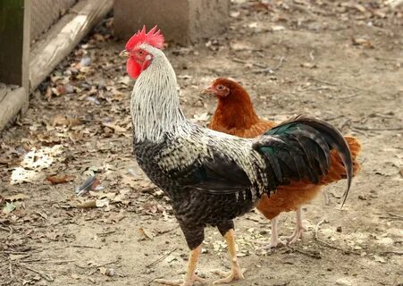 Download free photo of Nature,animals,birds,chickens,rooster