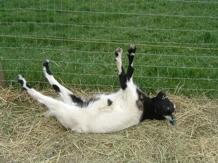 The Fainting Goats of Tennessee Amusing Planet