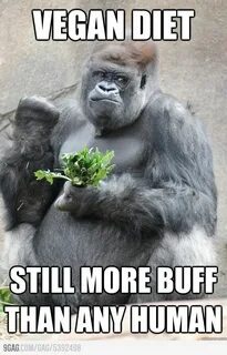 Success Gorilla! - Funny Vegan humor, Vegan memes, Gorilla