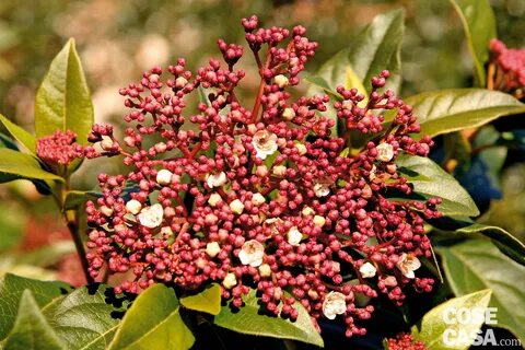 Viburnum tinus - Lentaggine: cure pianta - Cose di Casa