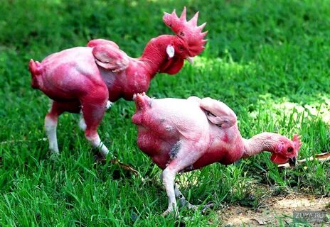 Лысая курица сфинкс: 34 года селекции и вот результат - голы
