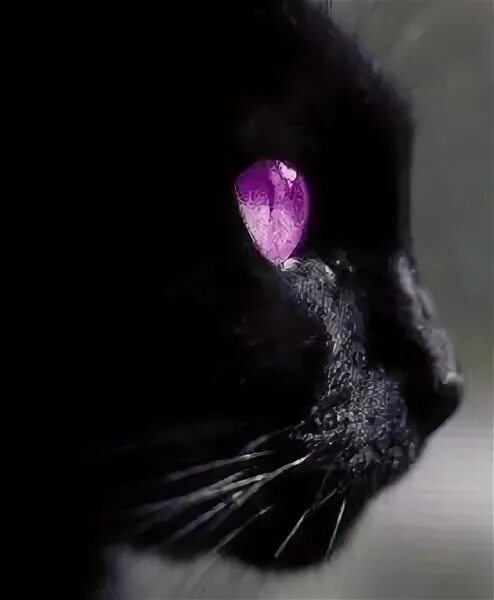 Pounce, purple eyed black cat tattoo Purple cat, Cats, Black